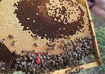 Calendrier des cours th&eacute;oriques - Apiculture du Haut ...
