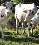 PLAN DE DEVELOPPEMENT - DE L'AGRICULTURE BIOLOGIQUE EN HAUTS-DE-FRANCE 2017 2021 - DRAAF Hauts-de-France