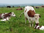PLAN DE DEVELOPPEMENT - DE L'AGRICULTURE BIOLOGIQUE EN HAUTS-DE-FRANCE 2017 2021 - DRAAF Hauts-de-France
