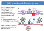 IEC/ARA-II et COVID-19 : &eacute;valuation pharmacologique - HUG