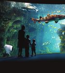 COMPRENDRE L'OCÉAN 365 JOURS / AN - Réservez votre voyage : www.aquarium-larochelle.com - Aquarium La Rochelle