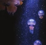 COMPRENDRE L'OCÉAN 365 JOURS / AN - Réservez votre voyage : www.aquarium-larochelle.com - Aquarium La Rochelle