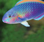 COMPRENDRE L'OCÉAN 365 JOURS / AN - Réservez votre voyage : www.aquarium-larochelle.com - Aquarium La Rochelle