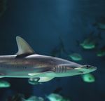 COMPRENDRE L'OCÉAN 365 JOURS / AN - Réservez votre voyage : www.aquarium-larochelle.com - Aquarium La Rochelle