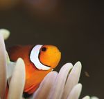 COMPRENDRE L'OCÉAN 365 JOURS / AN - Réservez votre voyage : www.aquarium-larochelle.com - Aquarium La Rochelle