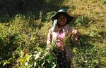 District de Viengkham, Province de Luang Prabang, RDP Laos - Agrisud International