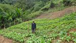 District de Viengkham, Province de Luang Prabang, RDP Laos - Agrisud International