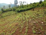 District de Viengkham, Province de Luang Prabang, RDP Laos - Agrisud International
