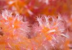 Les coraux La vie sous la surface de la mer - Les récifs coralliens sont l'habitat présentant la plus grande diversité biologique - et voient ...