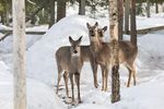Finlande, Laponie Séjour au Parc animalier de Ranua A partir de 130 € Hiver 2022/2023 - O-Nord