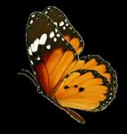 Collaboration en faveur de la - conservation - OceanCare