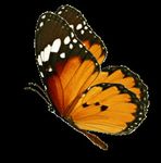 Collaboration en faveur de la - conservation - OceanCare