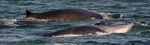 Implication de l'industrie maritime &agrave; la collecte des donn&eacute;es sur les mammif&egrave;res marins - Par : Sonia Giroux, B. Sc. Charg&eacute;e de projets, ROMM ...