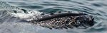 Implication de l'industrie maritime &agrave; la collecte des donn&eacute;es sur les mammif&egrave;res marins - Par : Sonia Giroux, B. Sc. Charg&eacute;e de projets, ROMM ...