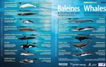 Implication de l'industrie maritime &agrave; la collecte des donn&eacute;es sur les mammif&egrave;res marins - Par : Sonia Giroux, B. Sc. Charg&eacute;e de projets, ROMM ...