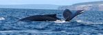Implication de l'industrie maritime &agrave; la collecte des donn&eacute;es sur les mammif&egrave;res marins - Par : Sonia Giroux, B. Sc. Charg&eacute;e de projets, ROMM ...