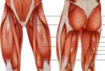 Comment lutter concr&egrave;tement contre la sarcop&eacute;nie en UPOG ? - Agathe Raynaud-Simon - A.Raynaud-Simon