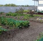 Toiture-jardin potager Optigreen - Agriculture urbaine - sur les toits, naturellement