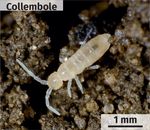 Le compostage à domicile - Intradel