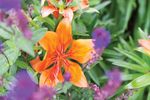 Faites-en partie! - Communities in Bloom