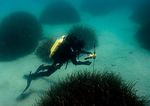 Stratégie de gestion durable des sites de plongée en Méditerranée