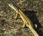 Les Reptiles - ville-chateauneuf.fr