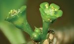 Notes sur Euphorbia sect. Denisophorbia (Euphorbiaceae) à Madagascar: description d'une nouvelle espèce et une nouvelle synonymie - Ville de ...
