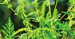 Votre guide d'utilisation du RAGWITEK pour le traitement des allergies li&eacute;es au pollen de l'herbe &agrave; poux - IMPORTANT : Consulter la page 6 pour ...