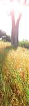 Votre guide d'utilisation du RAGWITEK pour le traitement des allergies li&eacute;es au pollen de l'herbe &agrave; poux - IMPORTANT : Consulter la page 6 pour ...