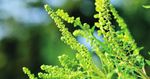 Votre guide d'utilisation du RAGWITEK pour le traitement des allergies li&eacute;es au pollen de l'herbe &agrave; poux - IMPORTANT : Consulter la page 6 pour ...