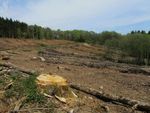 La forêt française en danger ?