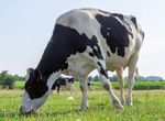 CROISEMENT DE RACES - Agrobio Bretagne