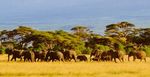 Combiné Amboseli - Tanzanie - Circuit guidé 7 jours - 6 nuits - Effective Connections