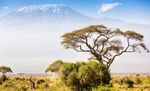 Combiné Amboseli - Tanzanie - Circuit guidé 7 jours - 6 nuits - Effective Connections