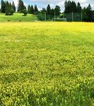 LES CLUBS FACE AU COVID - AFF