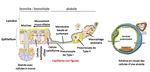 HYPOTH&Egrave;SES ET PERSPECTIVES - L'ob&eacute;sit&eacute; : pourquoi est-elle un facteur de risque d'aggravation de la maladie COVID-19 ? - Acad&eacute;mie ...