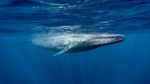 " S'immerger " dans la rencontre avec les grands mammifères marins - Ovoia