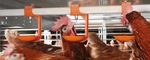 EUROVENTEU Le système COLONY pour poules pondeuses - Un équipement éprouvé, performant et respectueux du bien-être animal