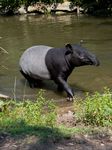 ÉVADE -VOUS EN TERRE D'ASIE - NOUVEAUTÉ 2020 LE TAPIR MALAIS - Zoo Parc de Tregomeur