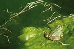 Festival de la biodiversité - Festival Inventerre