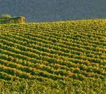 Collection 2021-2022 - Velu Vins