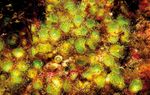 Strat&eacute;gie nationale pour la biodiverSit&eacute; 2011-2020