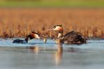 Strat&eacute;gie nationale pour la biodiverSit&eacute; 2011-2020