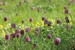 Strat&eacute;gie nationale pour la biodiverSit&eacute; 2011-2020