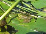 Inventaire des plantes aquatiques Été 2017 - Lac d'Apic Pour la santé des lacs - OBV Côte du Sud