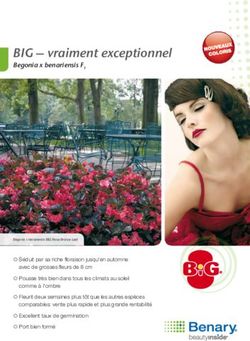 BIG - vraiment exceptionnel - Begonia x benariensis F1 - Benary