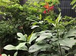 Terra Botanica : le parc du végétal et de la biodiversité plonge le visiteur dans " La canopée des Oiseaux ", la grande nouveauté 2023