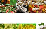 PREPARATIFS DE LA CAMPAGNE AGRICOLE 2017 2018 - Mode op&eacute;ratoire des ports - CGECI