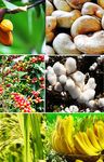 PREPARATIFS DE LA CAMPAGNE AGRICOLE 2017 2018 - Mode op&eacute;ratoire des ports - CGECI