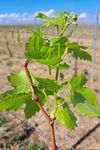 Les orages de grêle aoutiens génèrent des phénomènes extraordi-naires sur la vigne et compromettent la récolte 2023. Quelle conduite tenir face à ...